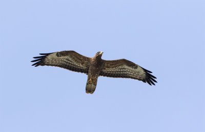 Honey buzzard juvenile August Falsterbo 0633.jpg
