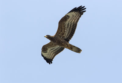 Honey buzzard juvenile August Falsterbo 0655.jpg