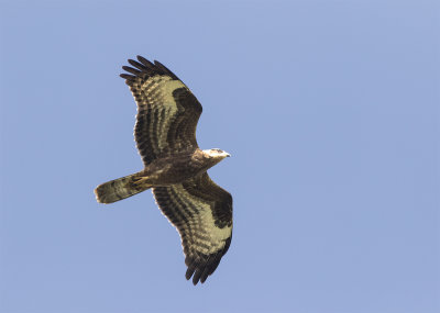 Honey buzzard juvenile August Falsterbo 0747.jpg