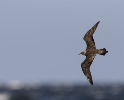 Long-tailed skua juvenile Nabben September 2633.jpg