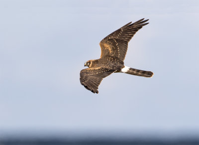 Pallid harrier juv above Falsterbo Sept 0879.jpg