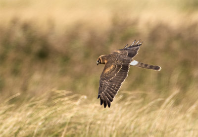 Pallid harrier juvenile above Falsterbo September 0844.jpg