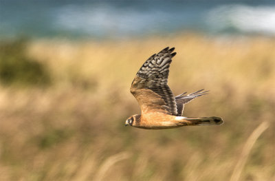 Pallid harrier juvenile male Falsterbo September 0839.jpg