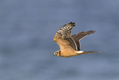 Pallid harrier juvenile male Falsterbo September 1375.jpg