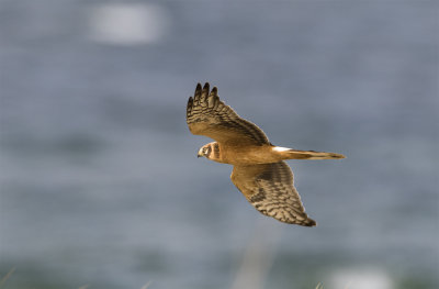 Pallid harrier juvenile male Falsterbo September 1376.jpg