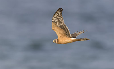 Pallid harrier juvenile male Falsterbo September 1378.jpg