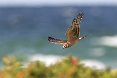 Pallid harrier juvenile male Nabben September 0872.jpg