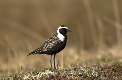American golden plover adult male Kougarok road June 7804.jpg