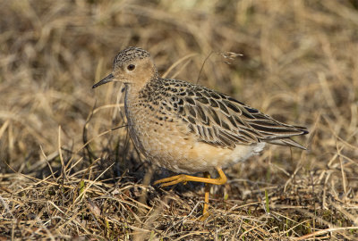 Buff-breasted sandpiper adult June Barrow 8603.jpg