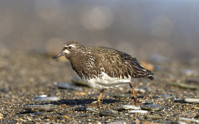 Black turnstone Nome river mouth June 3612.jpg