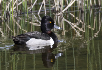 Ring-necked duck male Potters marsh June 1546.jpg