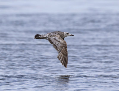 Slaty-backed flying 3661 first summer June Nome.jpg