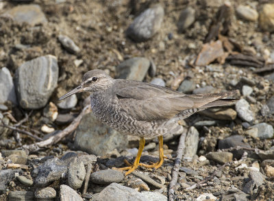 American tattler Kougarok road river June 3348.jpg