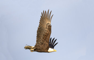 Balled eagle adult June Anchorage 6795.jpg