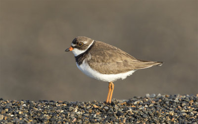 Semipalmated plover Stevsensons street Barrow June 5098.jpg