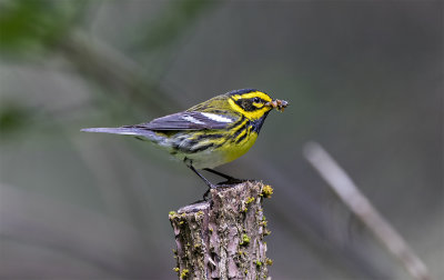 Townsend´s warbler male Lowell point Alaska June 9422.jpg