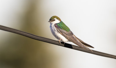 Violet-green-backed swallow Anchorage hotell juni 1916.jpg
