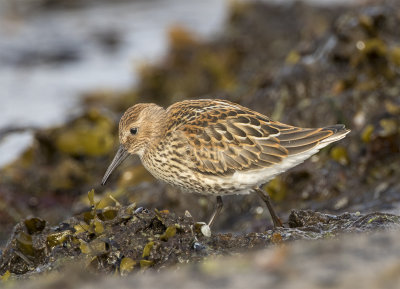 Rasbestämning av unga kärrsnäppor i södra Sverige. Juvenile Dunlins and identification of Schinzii