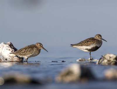 Dunlin Kärrsnäppa ob 1k Stavsten 15:e July unidentified subspecies pic 7634.jpg