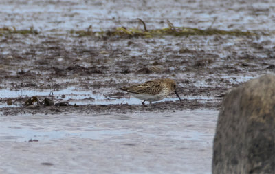 Southern Dunlin Kärrsnäppa 1K Stavsten July 2 pic 2024.jpg