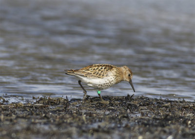 Southern Dunlin Sydlig kärra 1k bild 48 Eskilstorp 25e juni.jpg