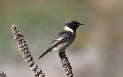 European Stonechat male October Sagres