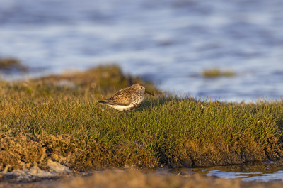 Sydlig kärrsnäppa Birdlife