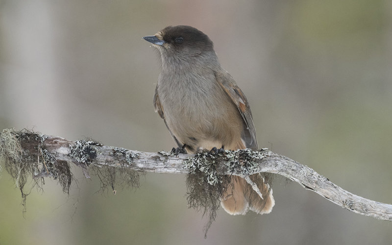 Siberian jay (Perisoreus infaustus)