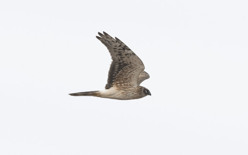 Pallid harrier (Circus macrourus)