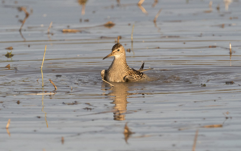 Pectoral sandpiper (Calidris melanotos)