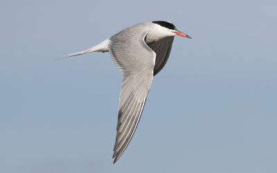 Common tern