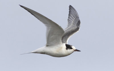 Arctic tern (Sterna paradisaea)