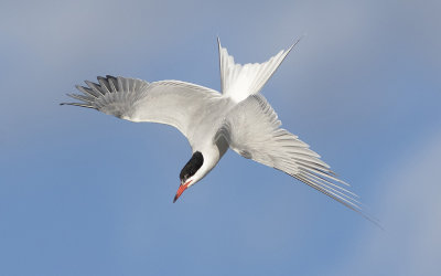 Common tern (Sterna hirundo)