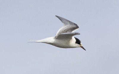 Arctic tern (Sterna paradisaea)