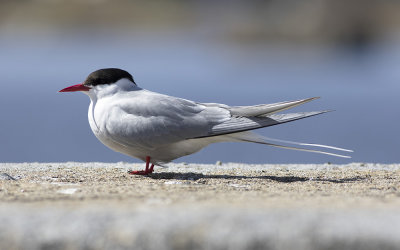 Arctic tern (Sterna paradisaea)