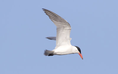 Caspian tern (Hydroprogne caspia)