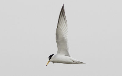 Little tern (Sternula albifrons)