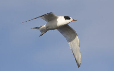 Arctic tern (Sterna paradisaea)