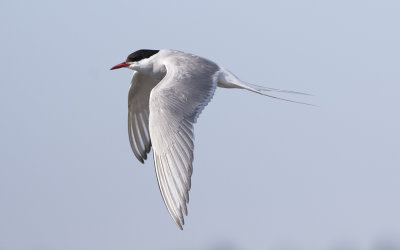Arctic tern (Sterna paradisaea)