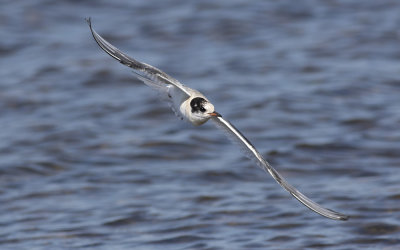 Arctic tern (Sterna paradisaea)