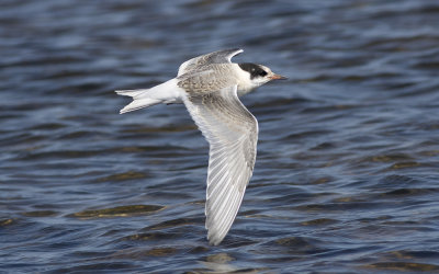 Arctic tern (Sterna paradisaea)