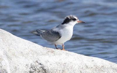 Arctic tern (Sterna paradisaea)