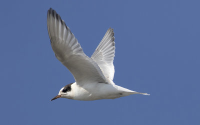 Arctic tern (Sterna paradisaea)