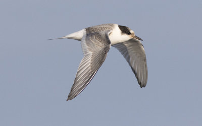 Arctic tern (Sterna paradisaea)