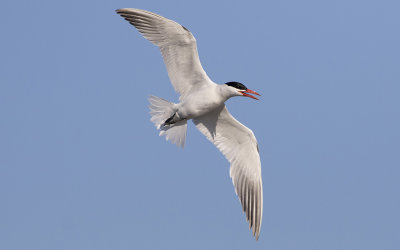 Caspian tern (Hydroprogne caspia)