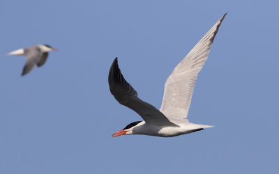 Caspian tern (Hydroprogne caspia)