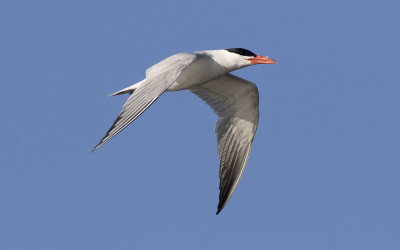 Caspian tern (Hydroprogne caspia)