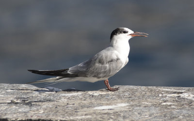 Common tern (Sterna hirundo)