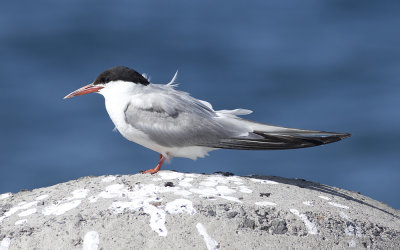 Common tern (Sterna hirundo)
