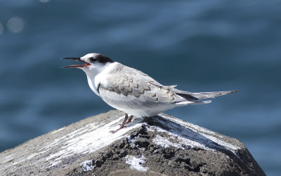 Common tern (Sterna hirundo)